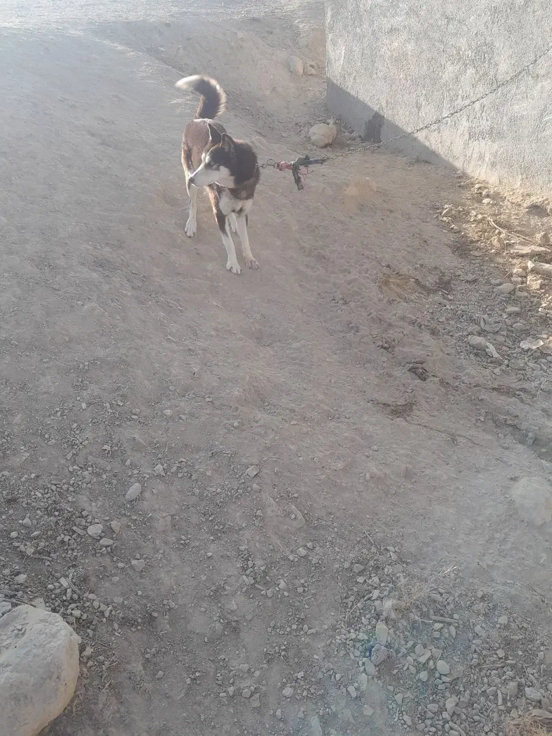 سگ ماده هاسکی ۹ ماه زیبا|سگ|شیروان (خراسان), |دیوار