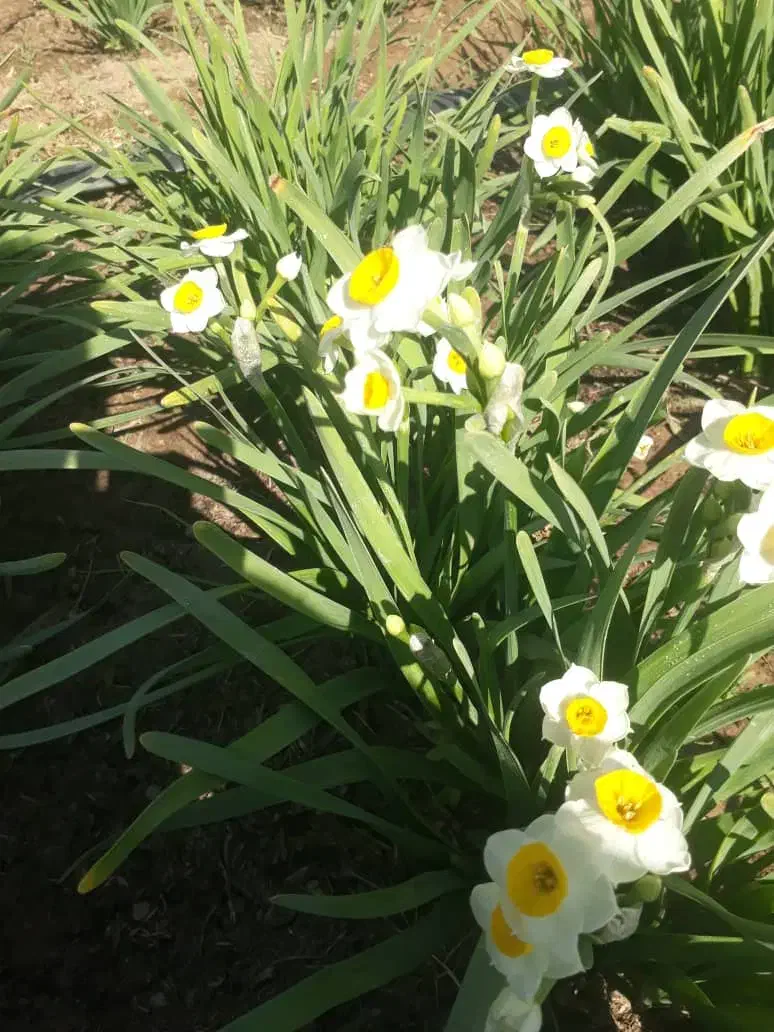 پیاز گل نرگس نهال زرشک قهستان نهال عناب نهالستان|عمدهفروشی|اصفهان, کوی شهید کشوری|دیوار