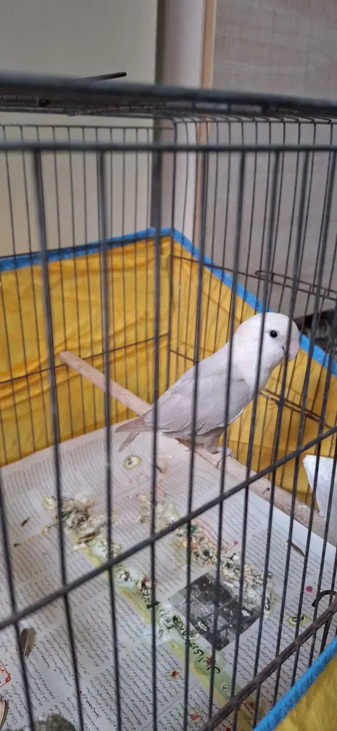 کوتوله نراوپال آشتی آشتیه|پرنده|بندرعباس, |دیوار