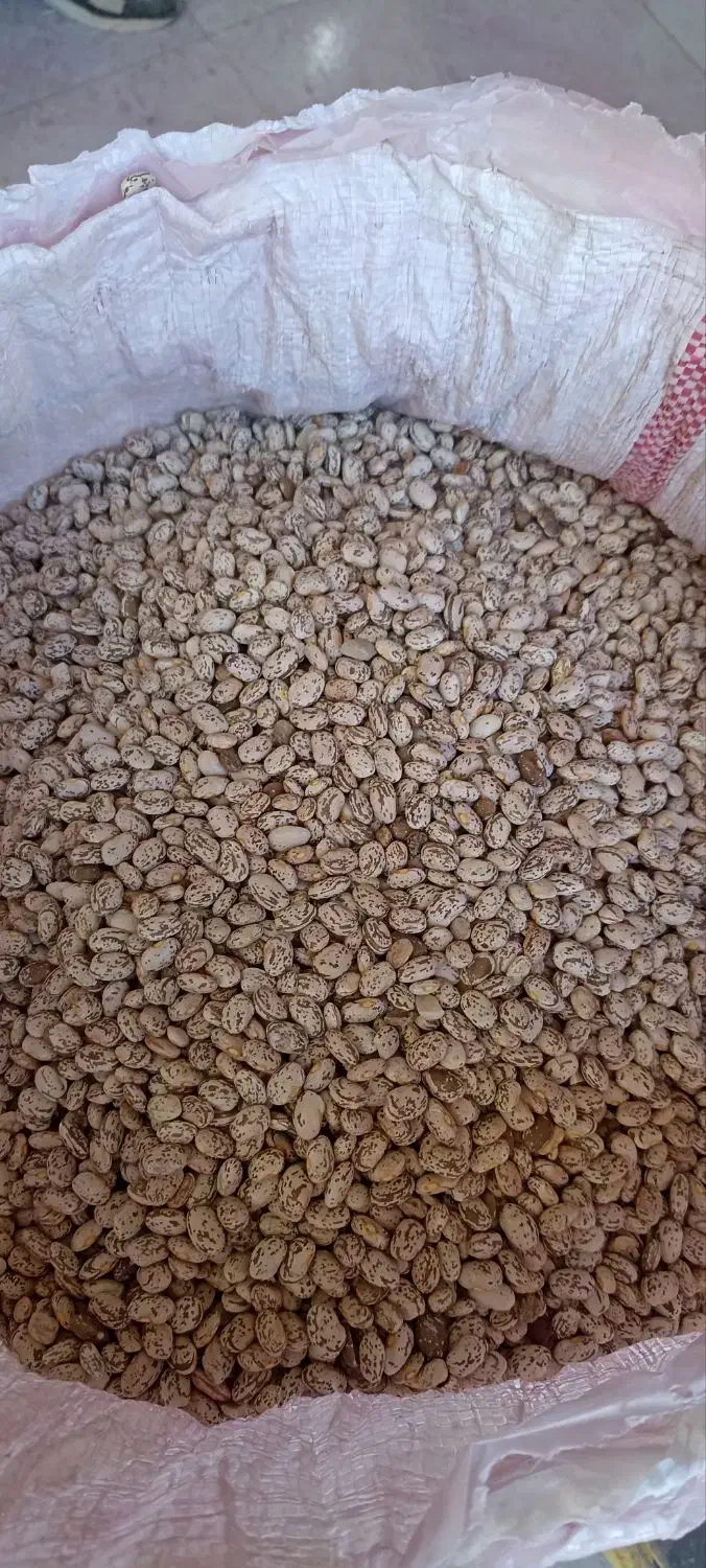 لوبیا چیتی|خوردنی و آشامیدنی|معمولان, |دیوار