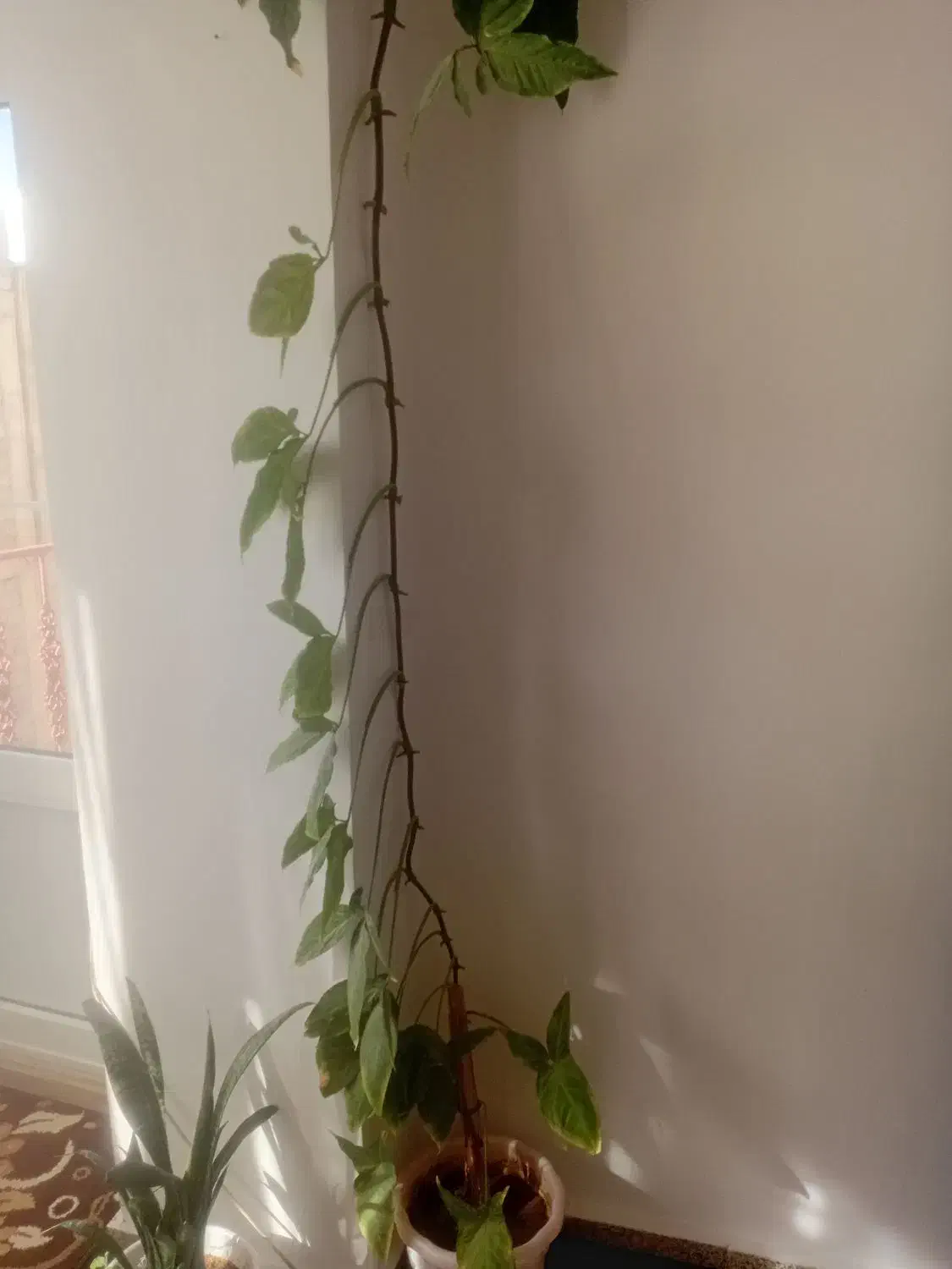 گل زیبا برای کنار پنجره|گل و گیاه طبیعی|قروه, |دیوار