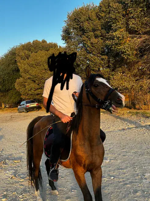 اسب نریان ۵ساله کرد|اسب و تجهیزات اسبسواری|ماهدشت, |دیوار