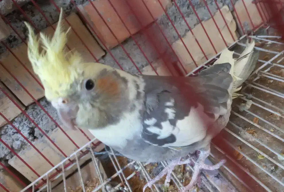 عرروس هلندی جفتش باهم 1200|پرنده|علیآباد کتول, |دیوار