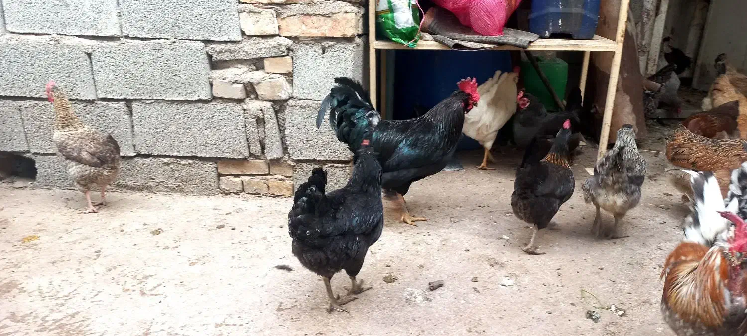 مرغ وخروس|حیوانات مزرعه|مسجد سلیمان, |دیوار