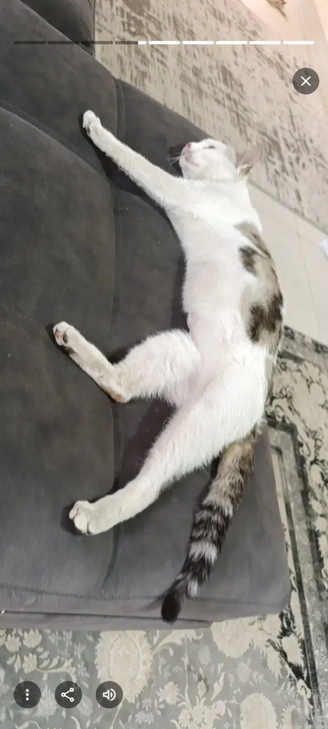 گربه گمشده|گربه|یاسوج, |دیوار