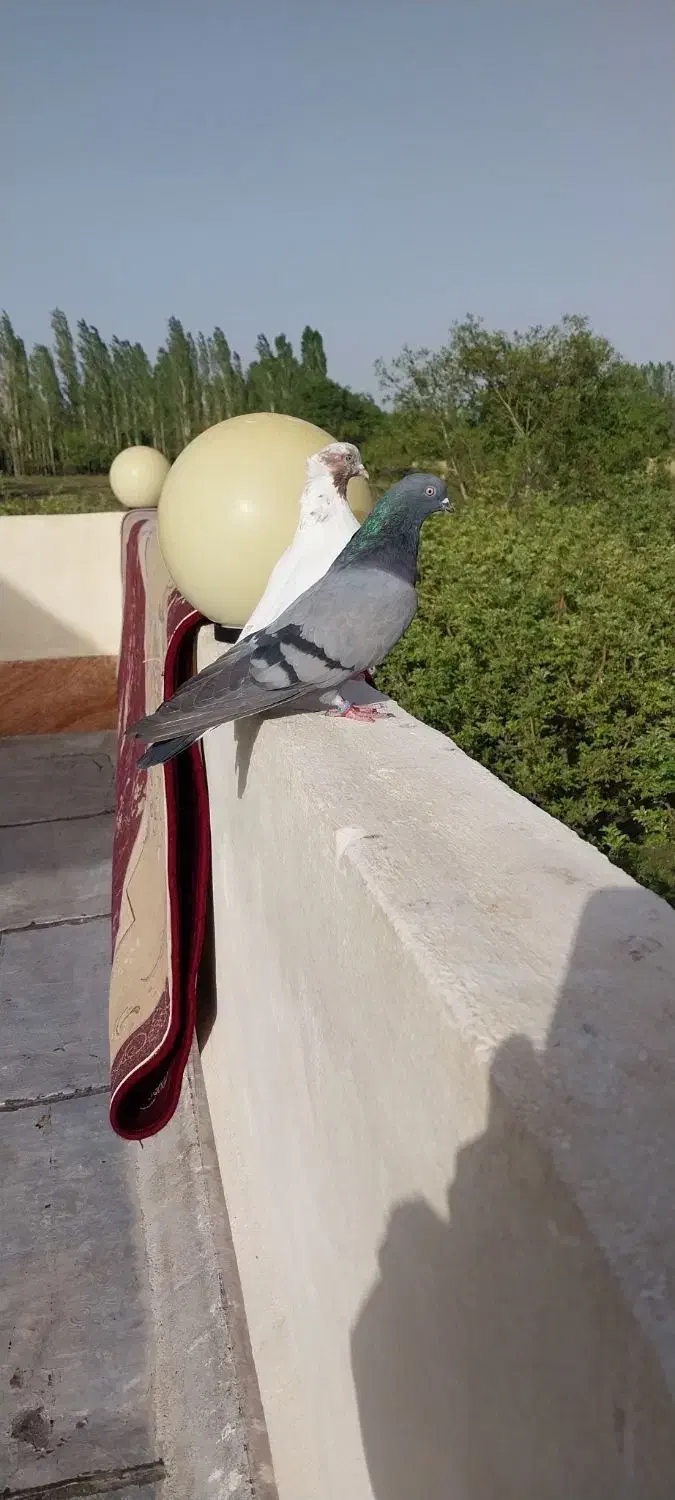 کبوتر|پرنده|میانه, |دیوار