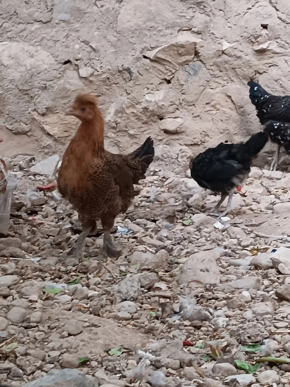 فروش مرغ و جوجه خروس|حیوانات مزرعه|چرام, |دیوار