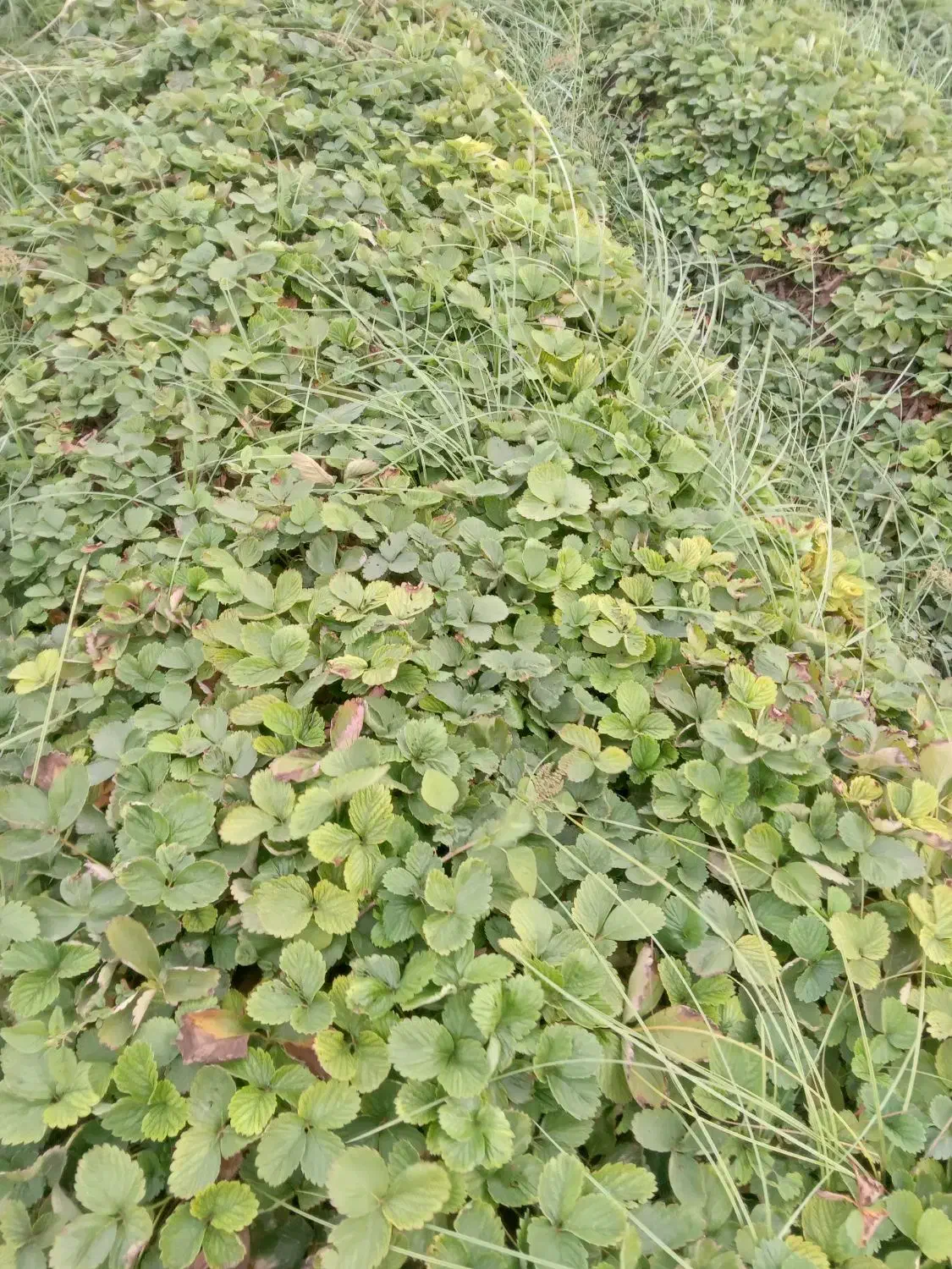 نهال کاماروس بفروش میرسد|گل و گیاه طبیعی|خان ببین, |دیوار