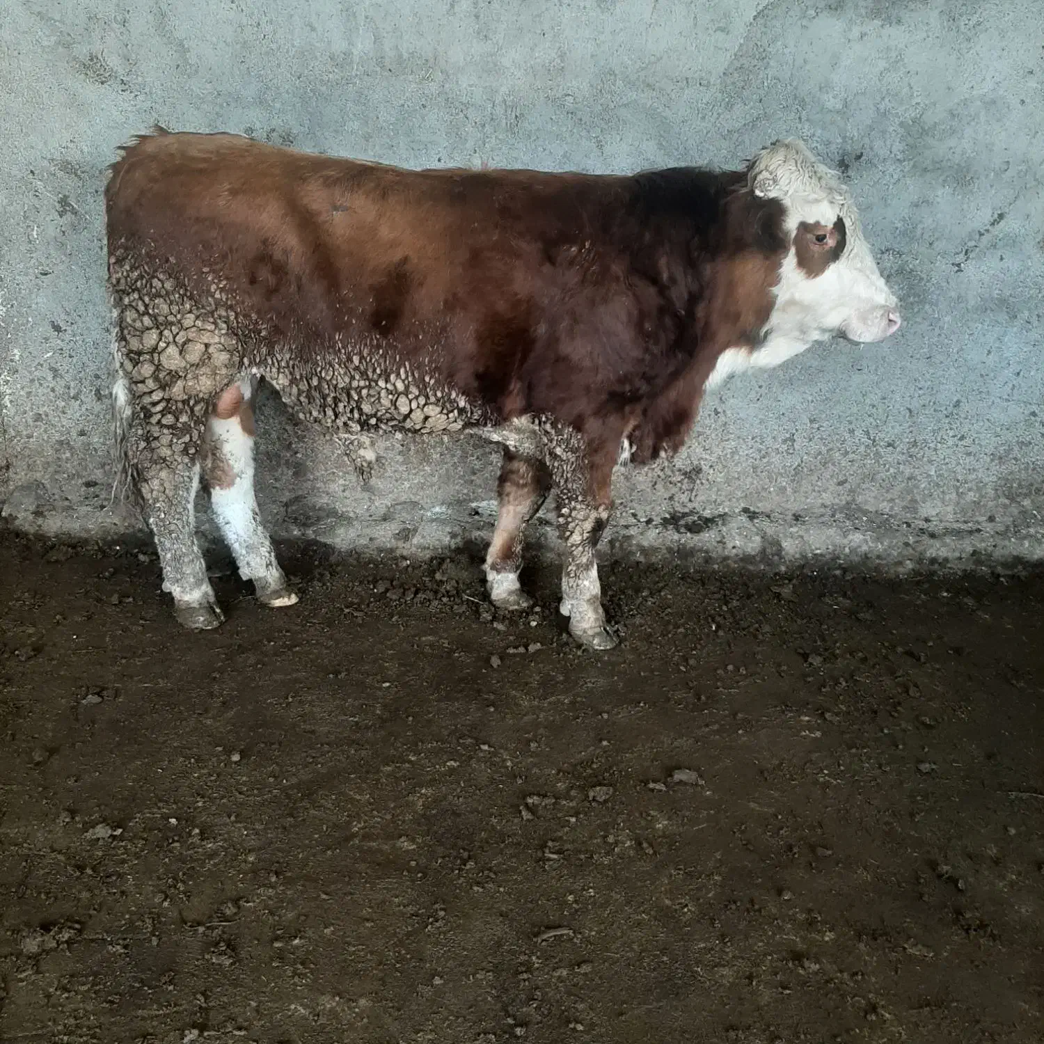 گاو گوساله|حیوانات مزرعه|مرودشت, قانون|دیوار