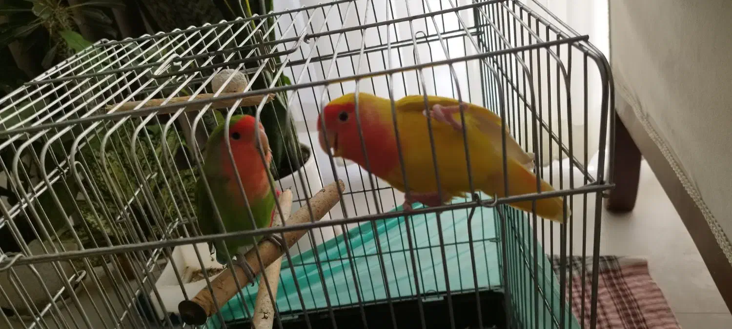 پرنده طوطی برزیلی|پرنده|ساری, |دیوار