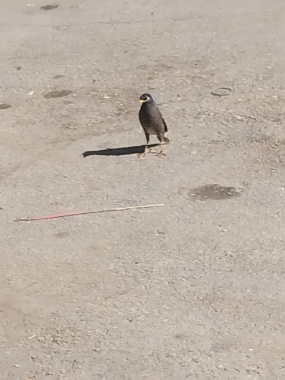 مرغ مینا|پرنده|یاسوج, |دیوار