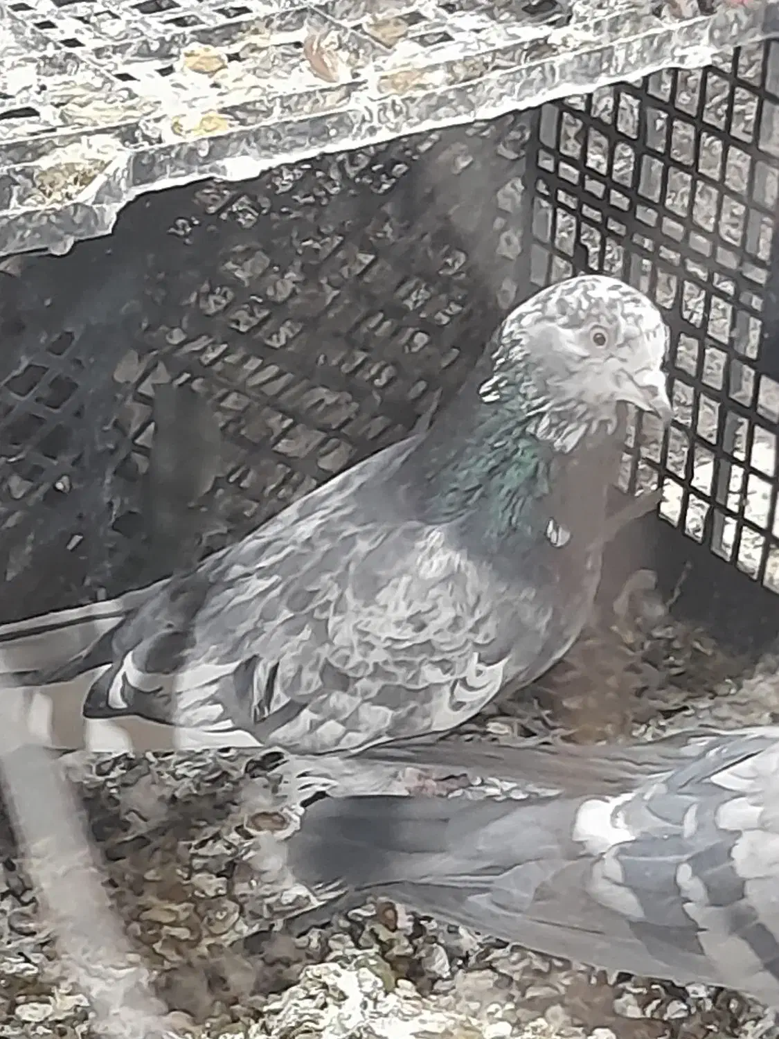 کفتر|پرنده|ساوه, |دیوار