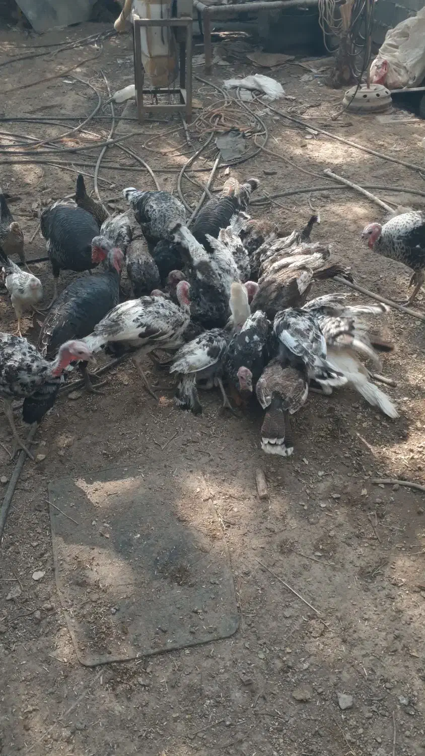 بوقلمون سرحال و چاق|حیوانات مزرعه|رامهرمز, |دیوار