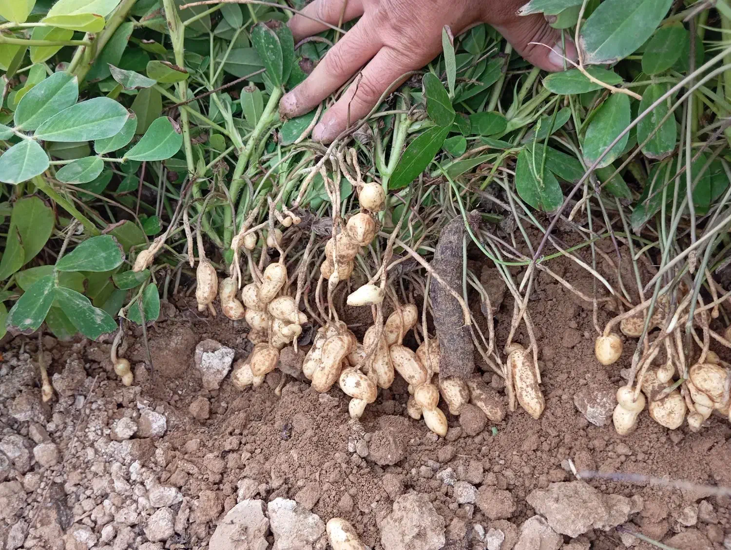 فروش بادام زمینی گلی درجه یک ق98ت|عمدهفروشی|اصلاندوز, |دیوار