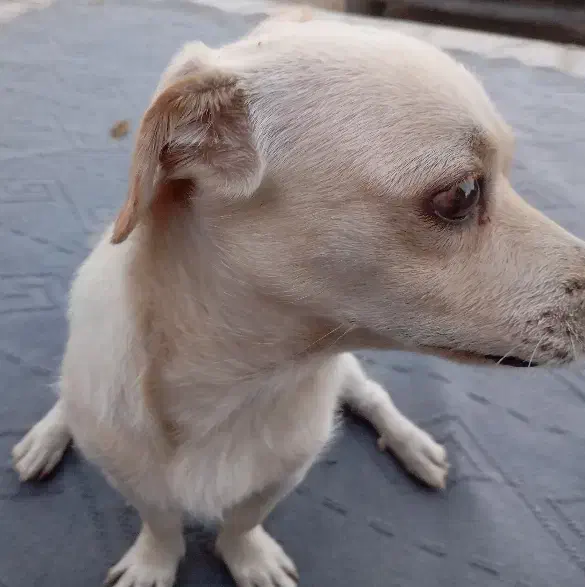 سگ نر پاکوتاه|سگ|داراب, |دیوار