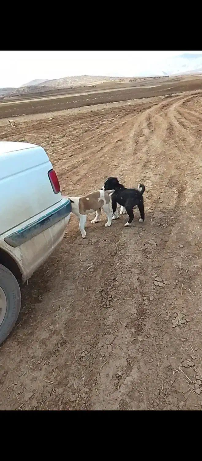 چهارتا توله سگ|سگ|خرم‌آباد, |دیوار