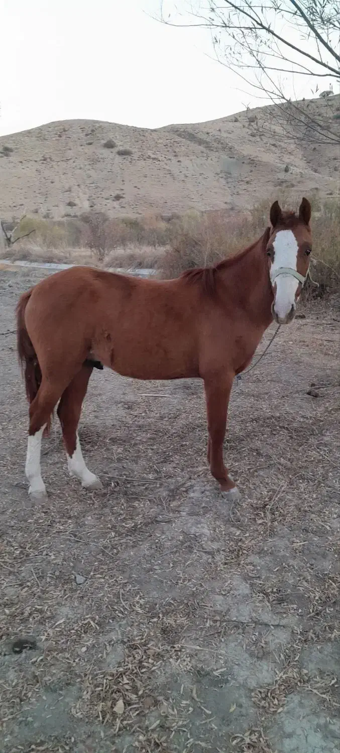 اسب نر|اسب و تجهیزات اسبسواری|شیروان (خراسان), |دیوار