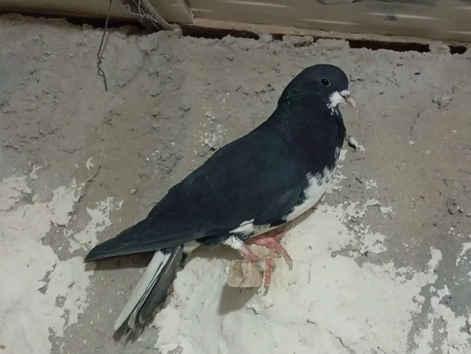 کبوتر|پرنده|شیراز, شهرک قمشه|دیوار