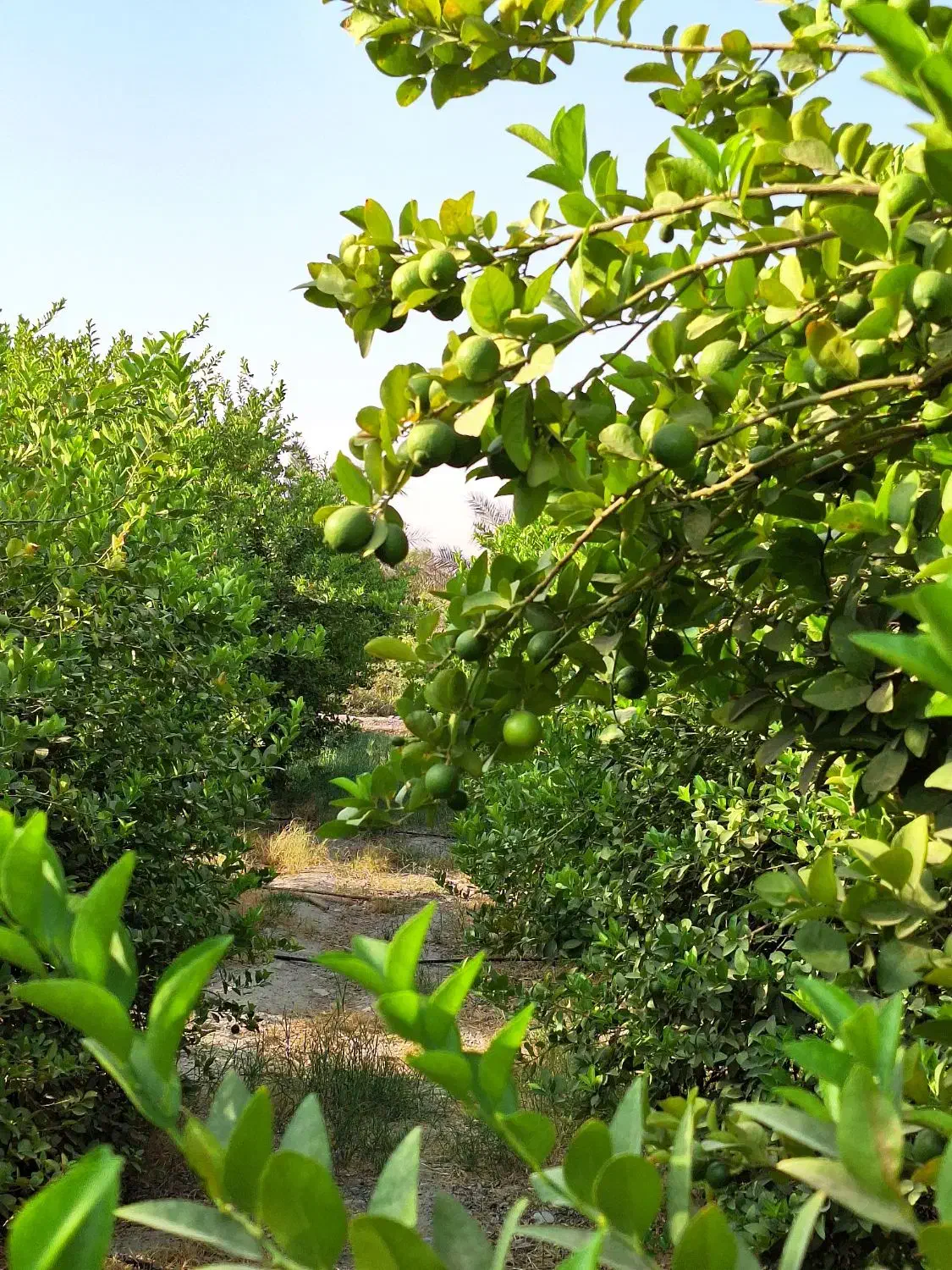 فروش باغ مرکبات|فروش دفتر صنعتی، کشاورزی، تجاری|بهبهان, |دیوار