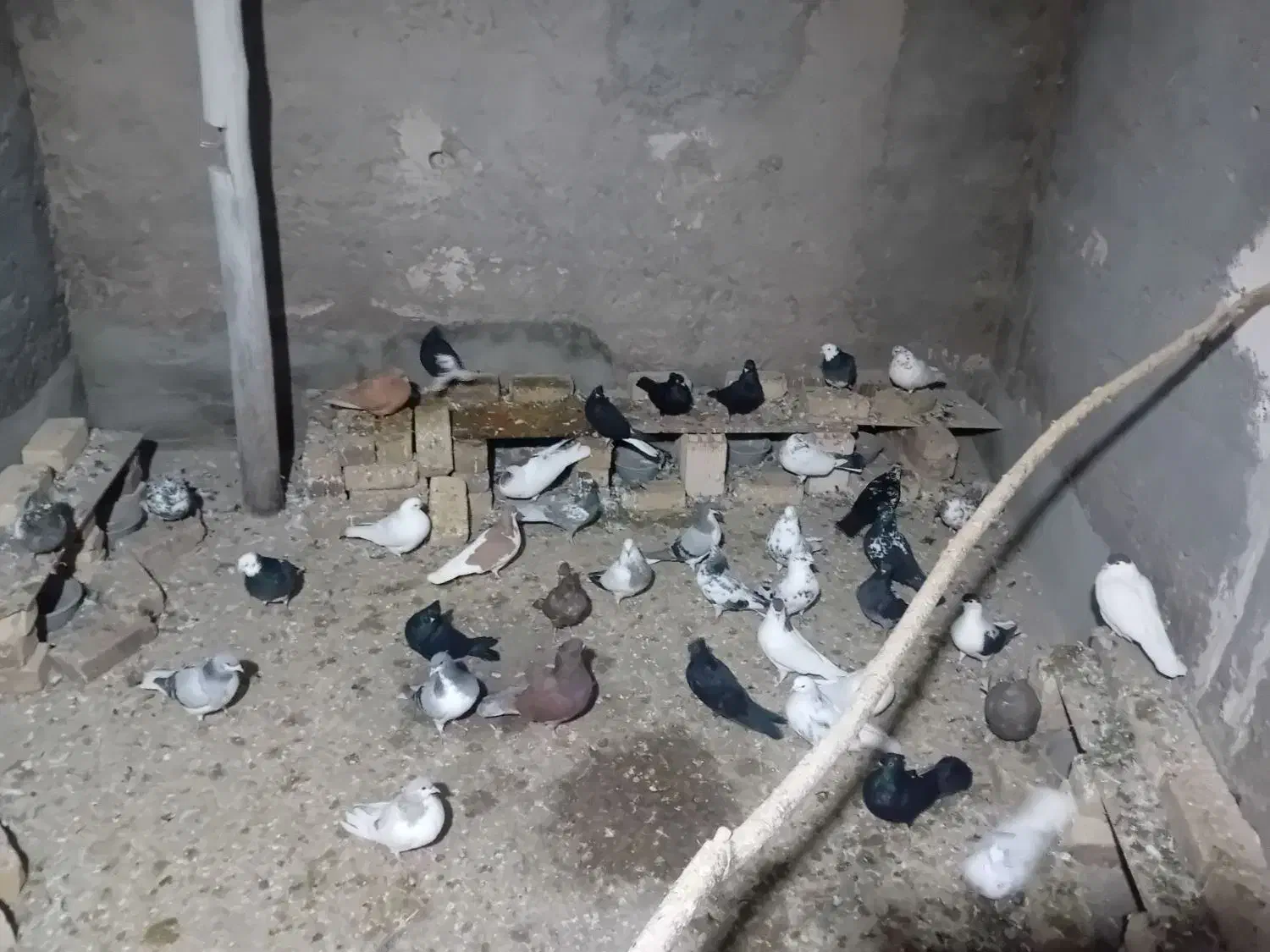 فروش کبوتر|پرنده|بوئین زهرا, |دیوار