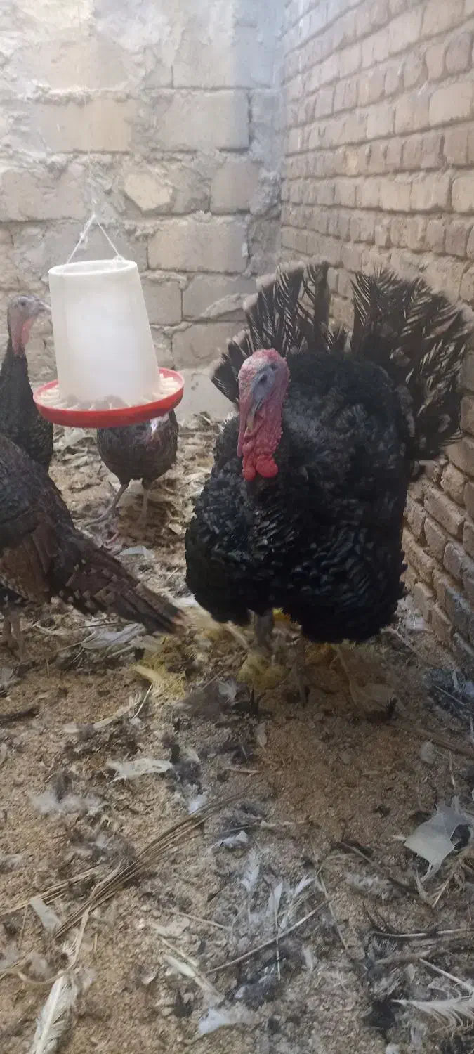 بوقلمون محلی نزدیک به تخم4تاهستند|حیوانات مزرعه|سراوان, |دیوار