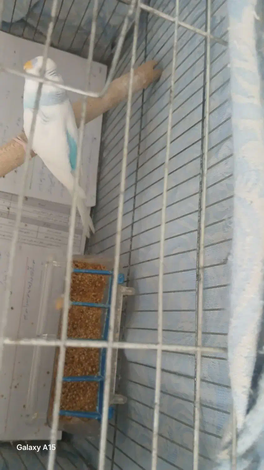 مرغ عشق|پرنده|رشت, کوی مهر|دیوار