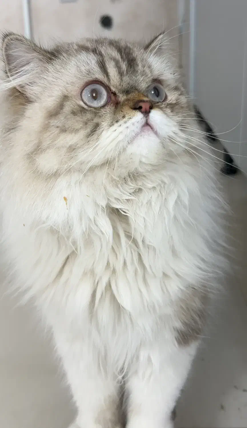 فروش فوری گربه|گربه|قم, بلوار امین و ساحلی|دیوار