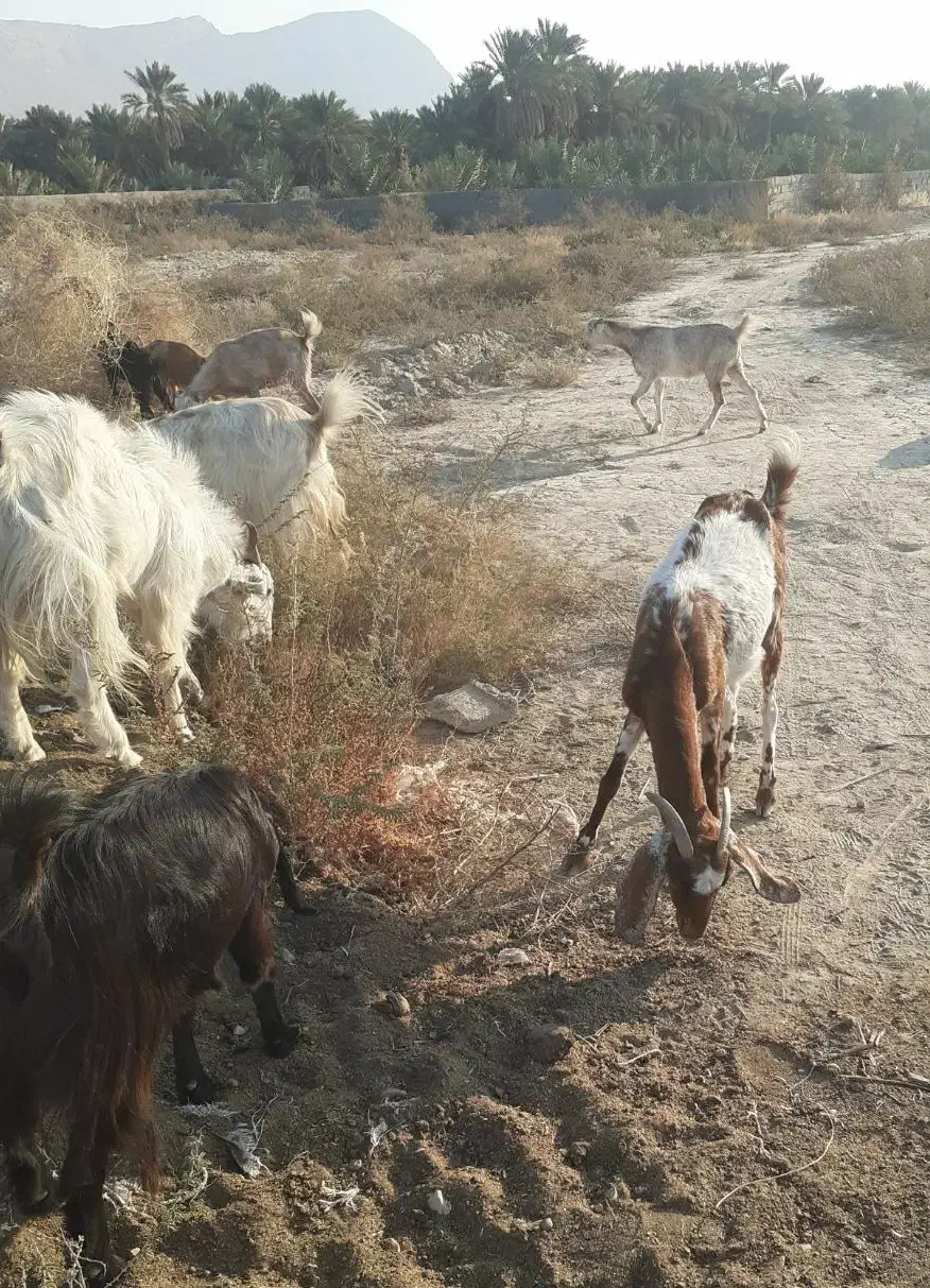 فروش گوسفند|حیوانات مزرعه|فورگ, |دیوار