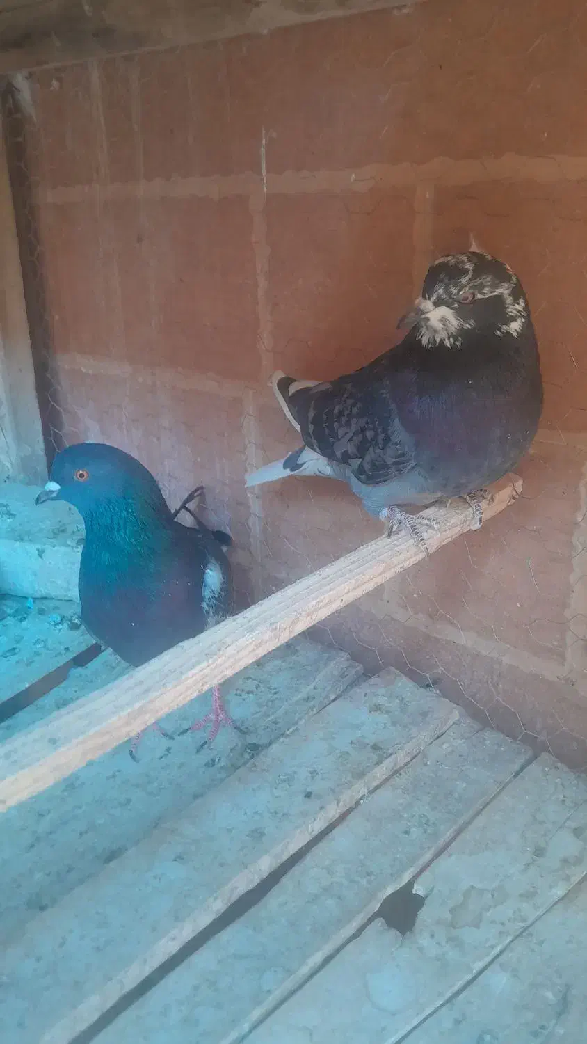 کبوتر تهرانی|پرنده|نائین, |دیوار