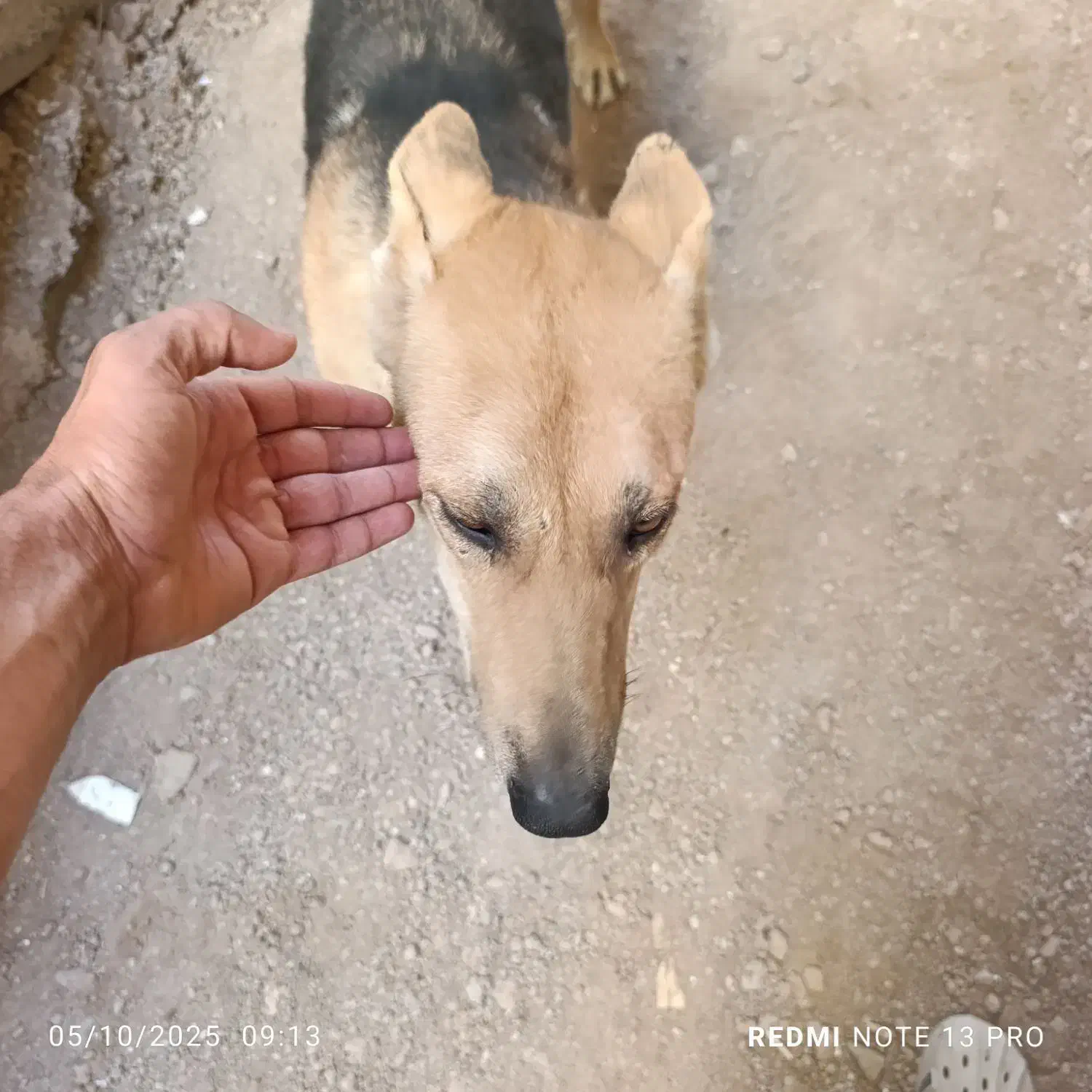 سگ ژرمن شناسنامه دار|سگ|شیراز, کرونی(خاتونک)|دیوار