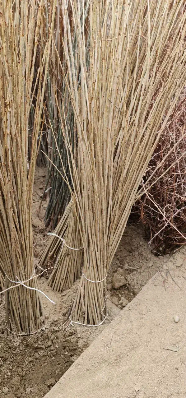 نهال صنوبر سریع‌الرشد نیگرا ترکیه|خدمات باغبانی و درختکاری|خرم‌آباد, |دیوار