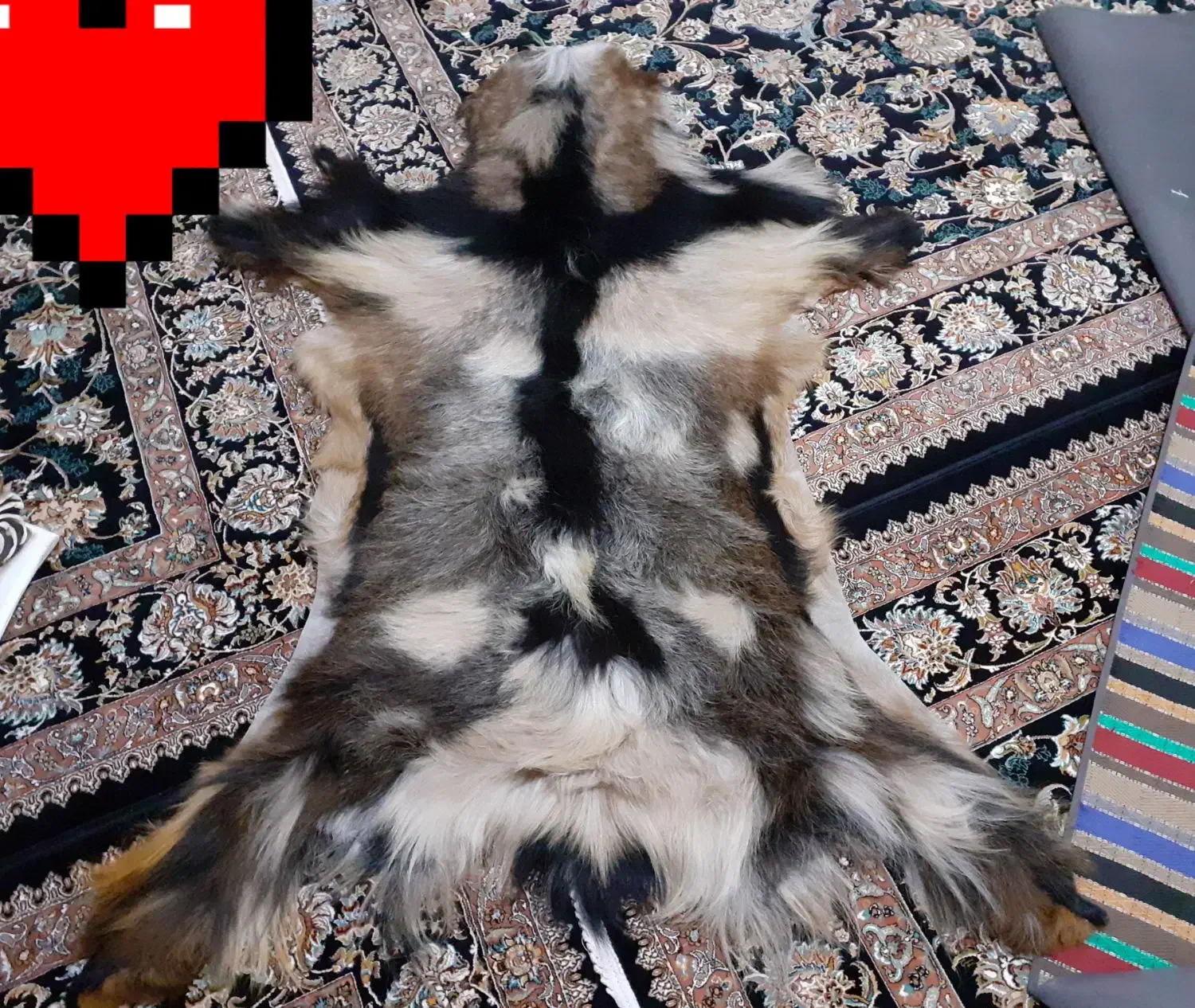 پادری پوست طبیعی|پادری|ملایر, |دیوار