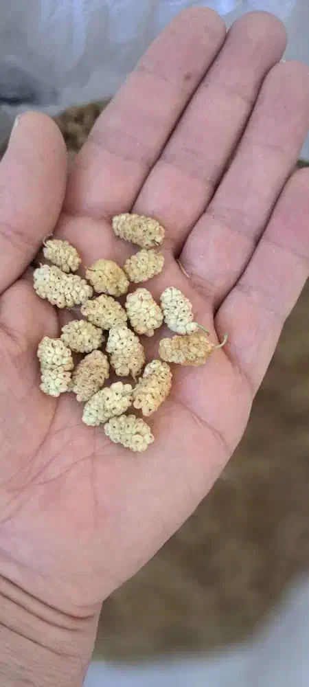 فروش توت خشک|خوردنی و آشامیدنی|قم, قلعه کامکار|دیوار