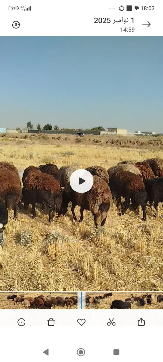 میش افشار|حیوانات مزرعه|شاهینشهر, گرگاب|دیوار