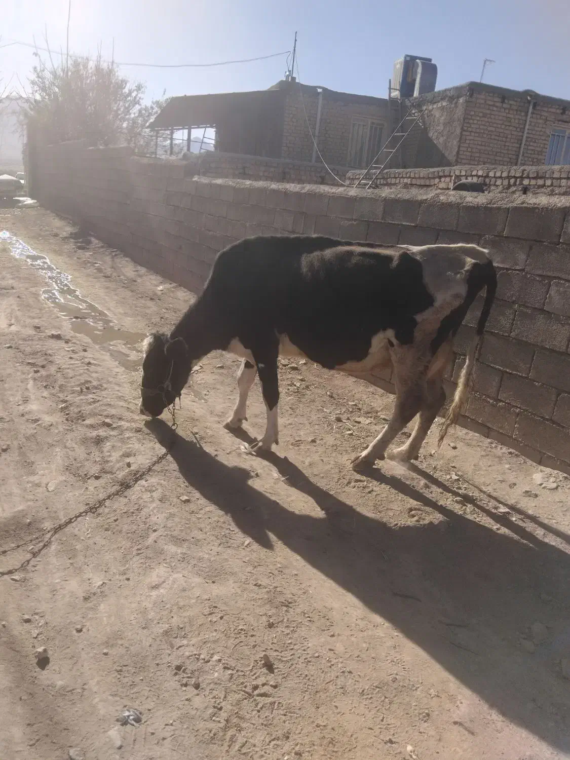 گاو با گوساله بزرگ ماده سیمتال|حیوانات مزرعه|الیگودرز, |دیوار