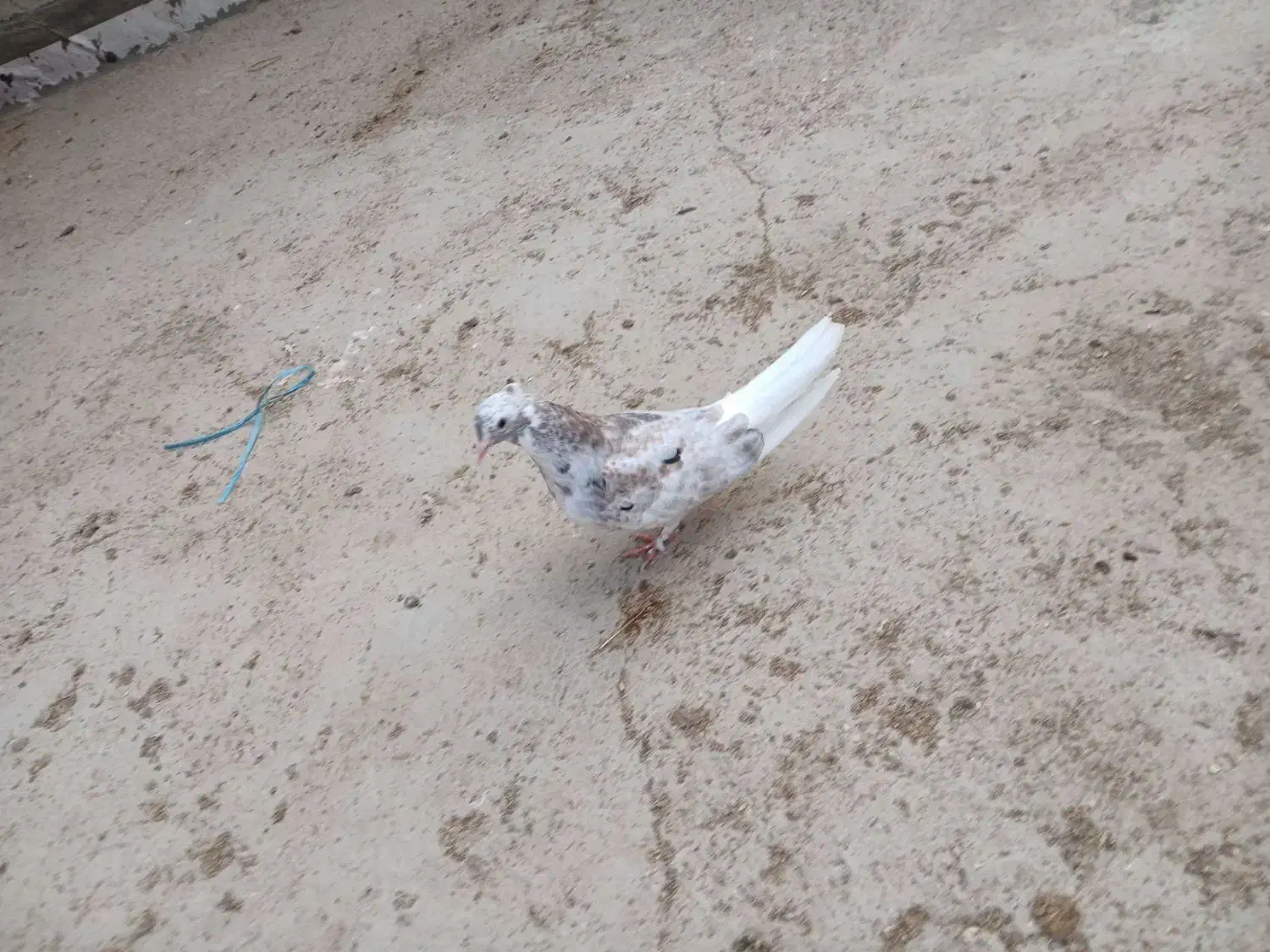 کبوتر|پرنده|اهواز, زرگان|دیوار