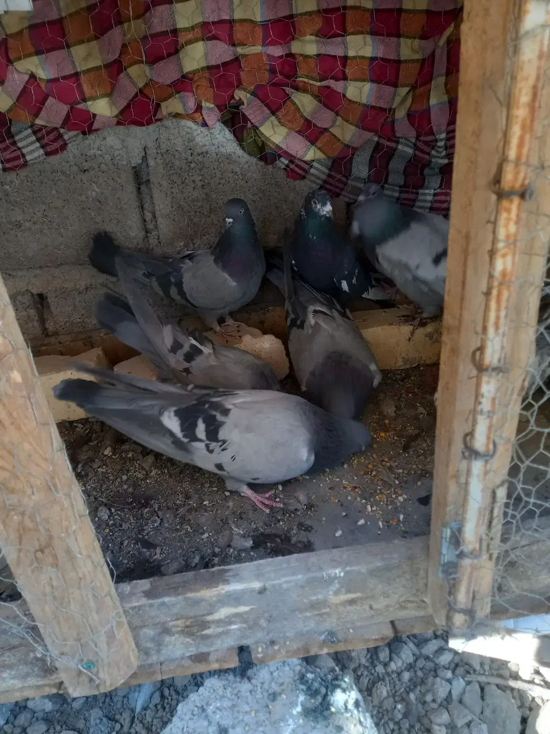 کبوتر پر سگ ذات|پرنده|سامان, |دیوار