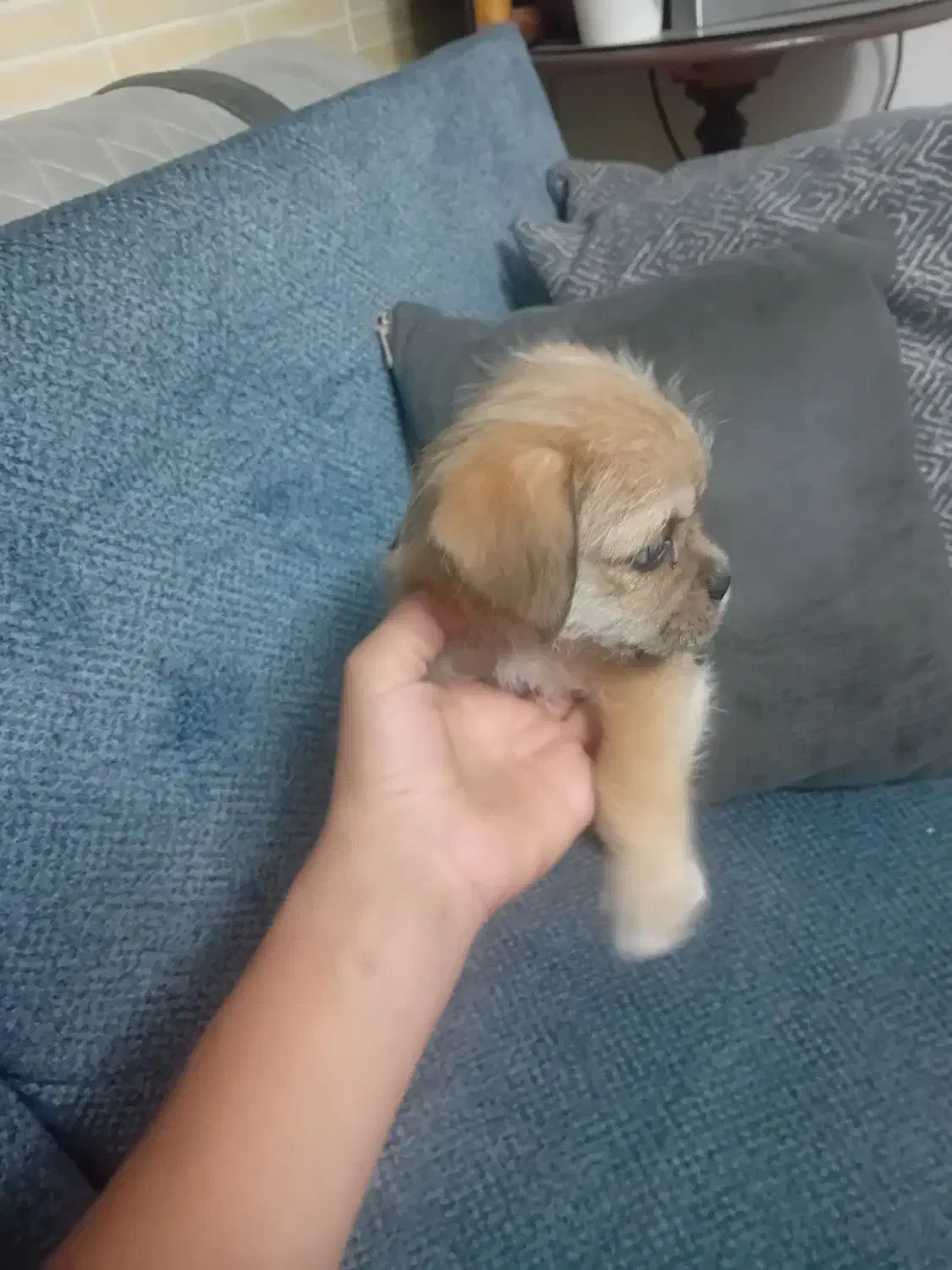 توله سگ|سگ|رباطکریم, رباطکریم|دیوار