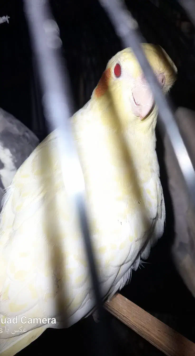 پرنده|پرنده|لاهیجان, فیاض|دیوار