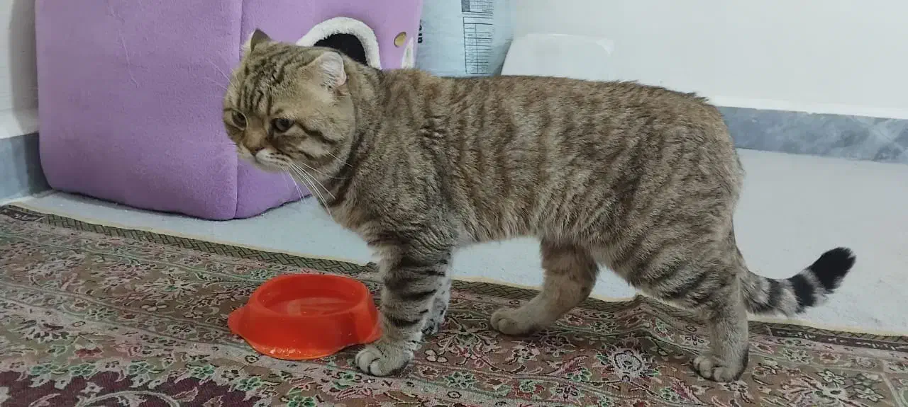 اسکاتیش نر|گربه|کرج, عظیمیه|دیوار