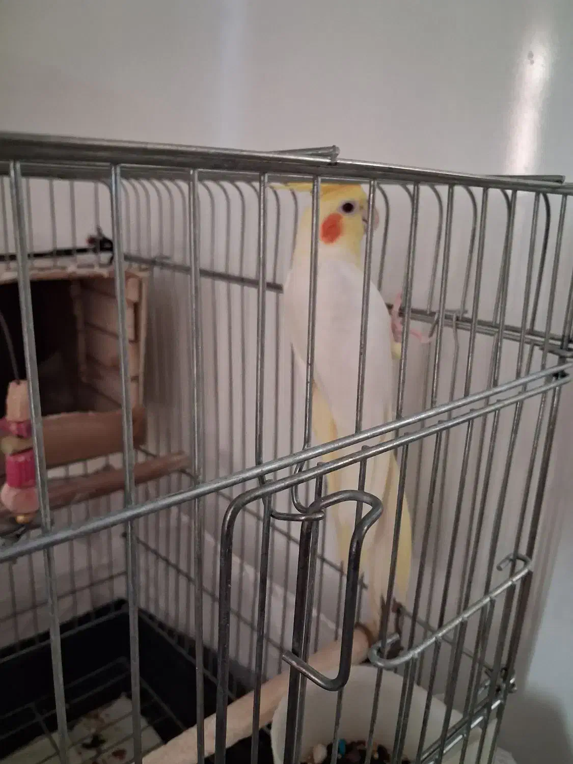 عروس هلندی نر|پرنده|تهران, دستغیب|دیوار