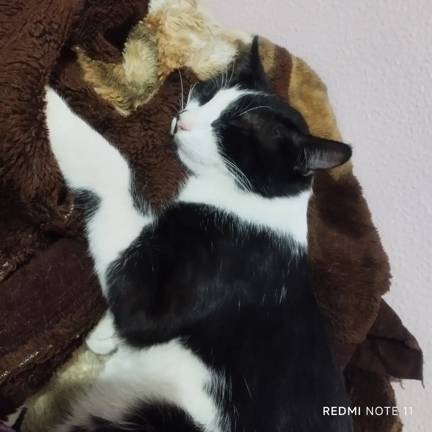 گربه خانگی|گربه|شاهینشهر, گزبرخوار|دیوار