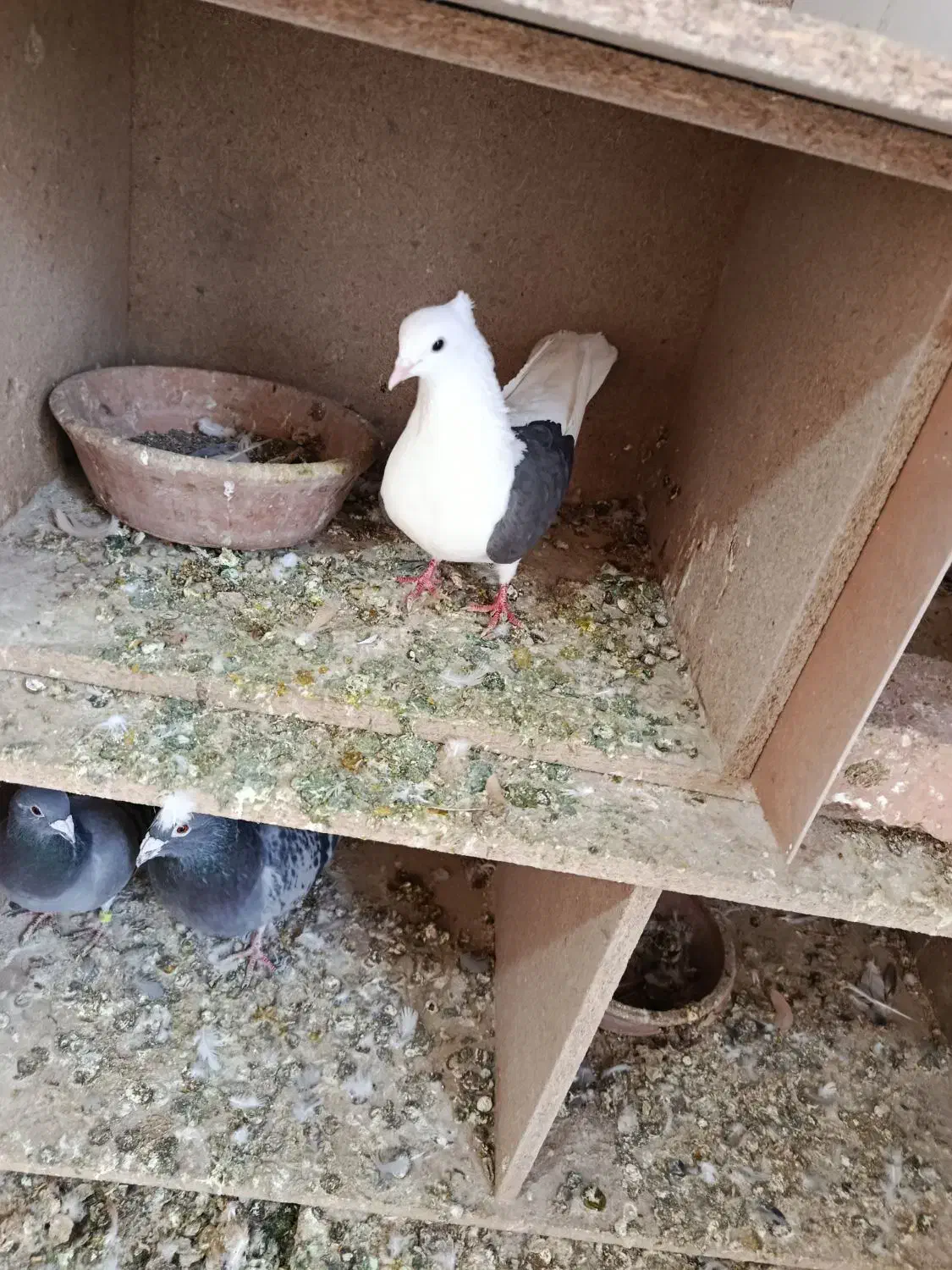 کفتر دوشان دوکت|پرنده|بیستون, |دیوار