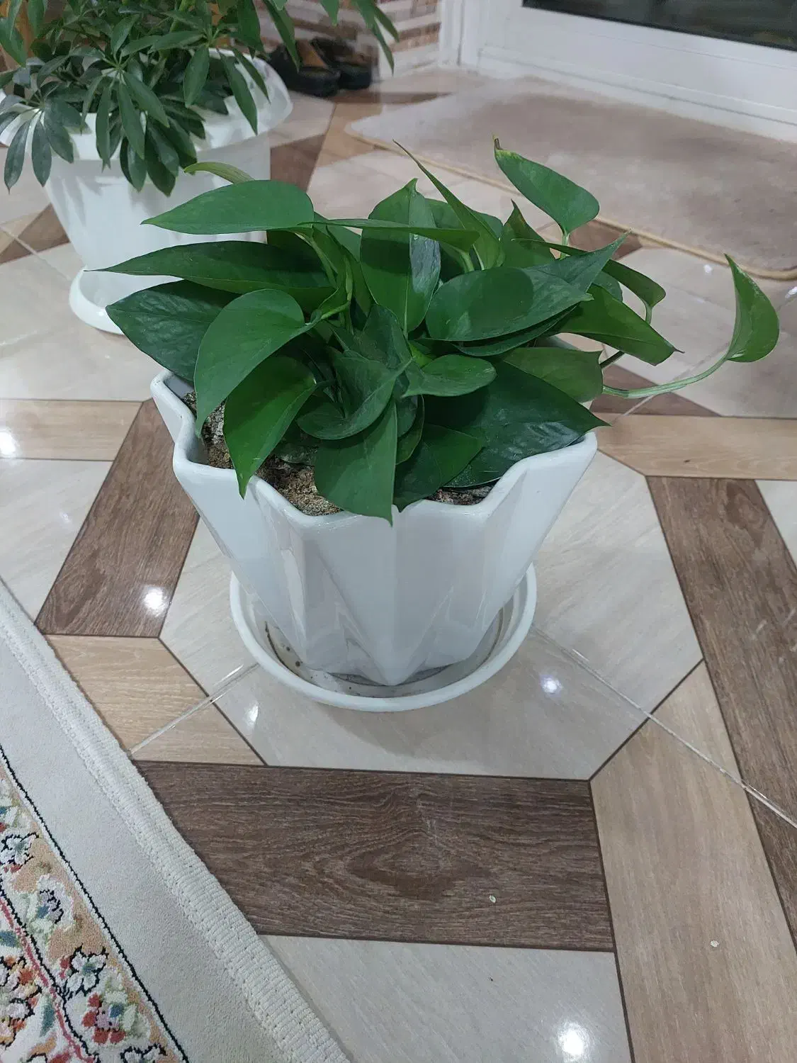 گلهای زیبا با گلدانهای زیبا|گل و گیاه طبیعی|مبارکه, |دیوار