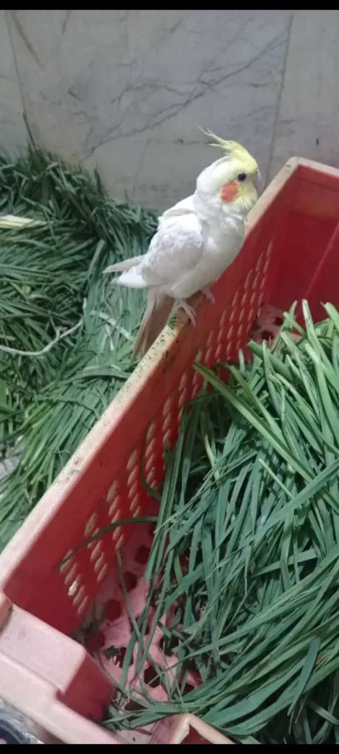 گمشده|حیوانات|نجفآباد, امیرآباد|دیوار