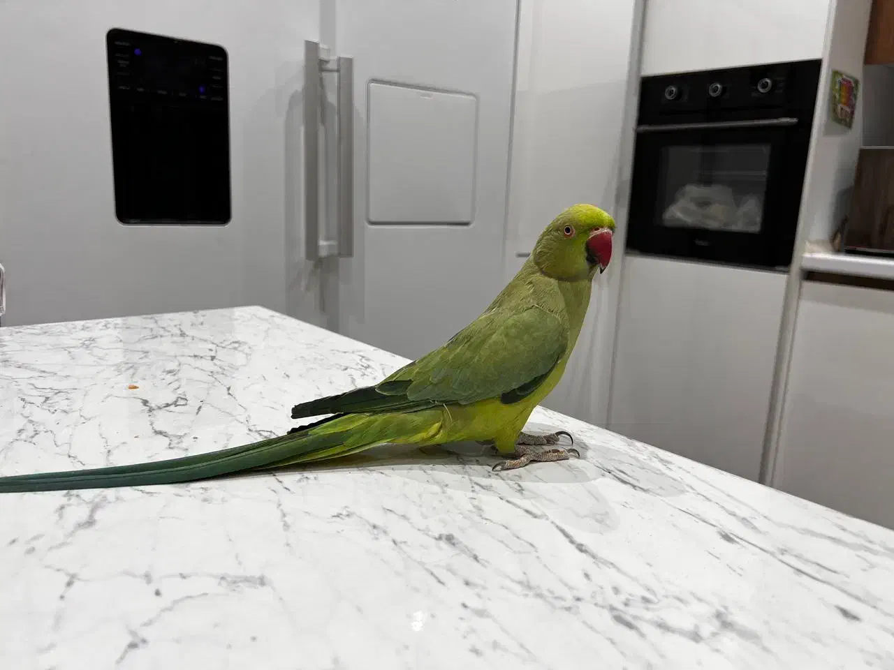 طوطی ملنگو نر|پرنده|خمینی‌شهر, |دیوار