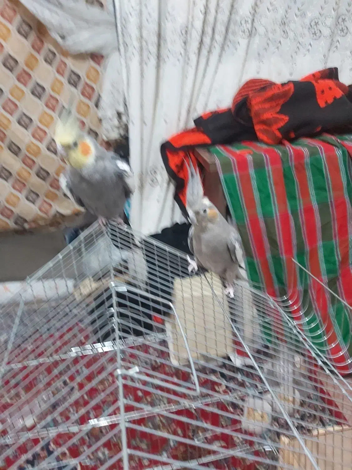 دو جفت عروس هلندی مولد|پرنده|محمدشهر, کوی بهار|دیوار