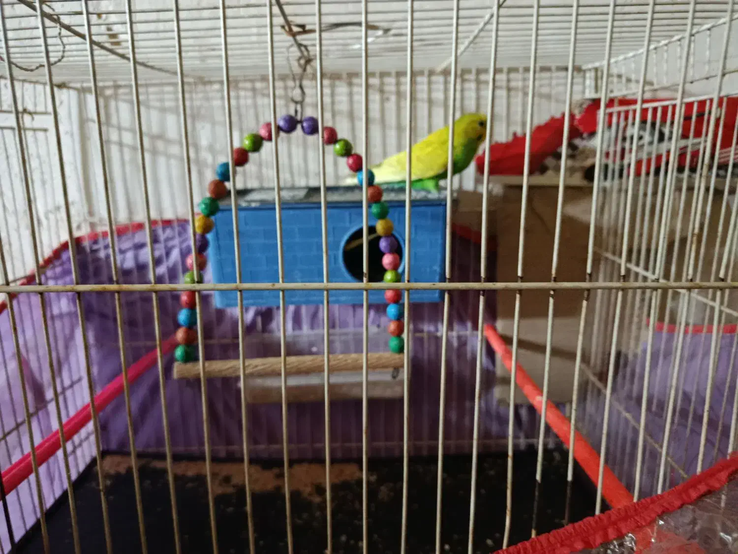 فروشی|پرنده|تربت جام, شاد|دیوار