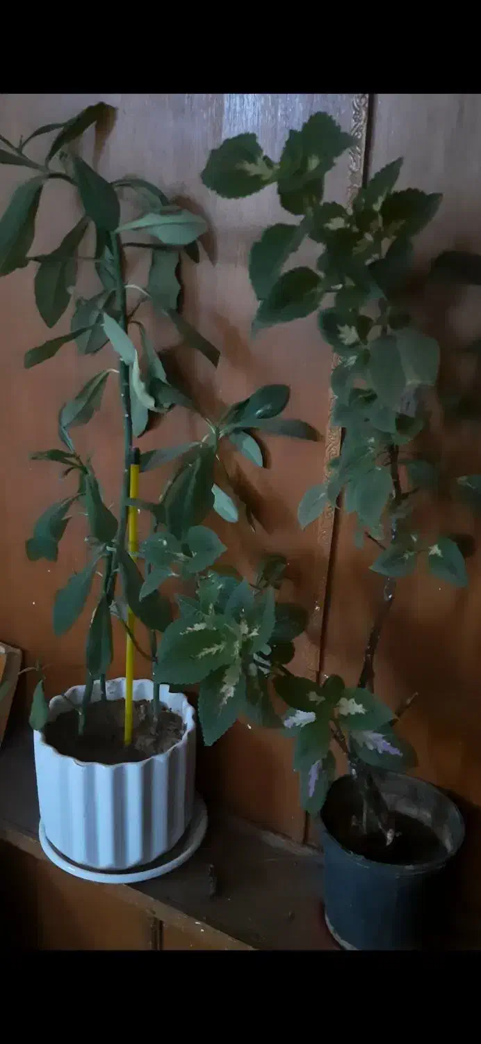 گل و گلدان|گل و گیاه طبیعی|شهرکرد, |دیوار