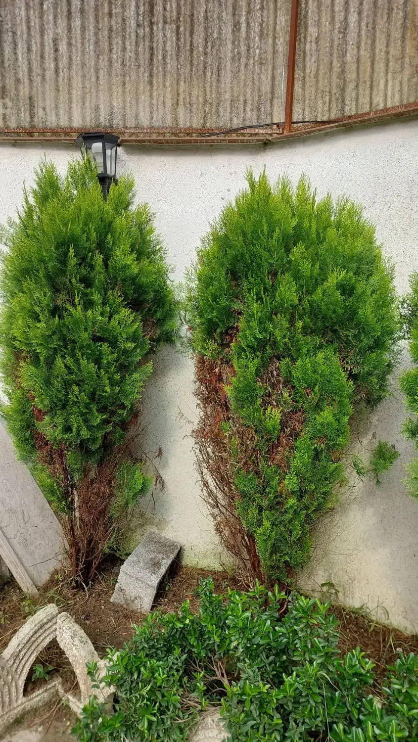 درخت های کاج دائما سبزده ساله کاملا سالم بدون آفت|گل و گیاه طبیعی|رشت, شکار اسطلخ|دیوار